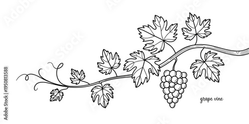 Detailed black and white line art drawing of a single grape vine branch with leaves and a cluster Vector