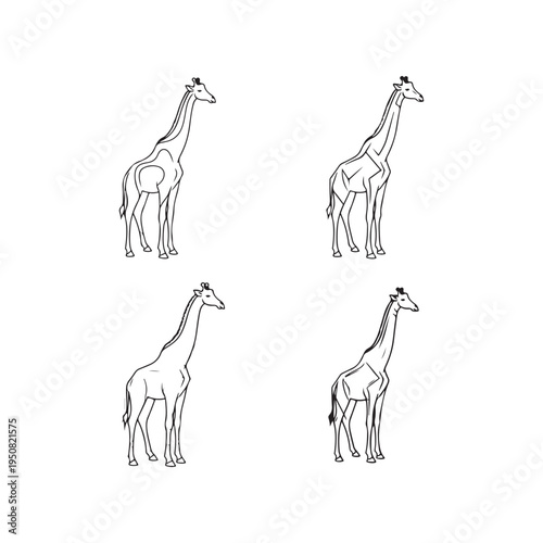 Photography Four giraffes standing in different poses
