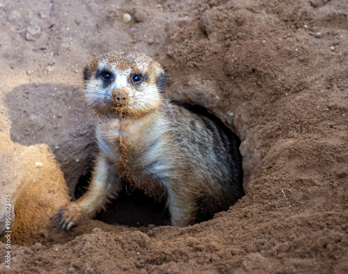 These images highlight the role of zoos in preserving biodiversity.