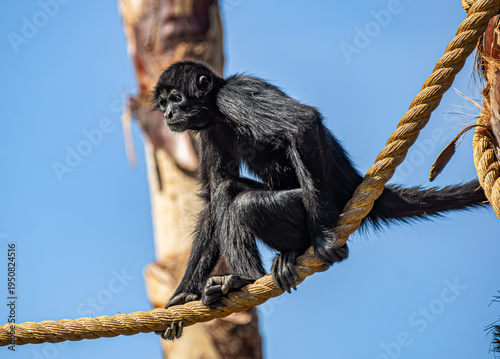Obraz na plátně These images highlight the role of zoos in preserving biodiversity