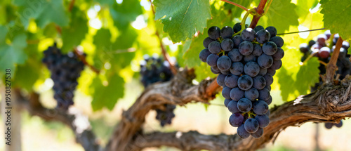 Ripe Vineyard Grapes Hanging from Grape Vine in Natural Light