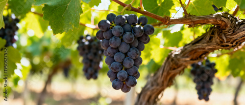 Ripe Purple Grapes Hanging on Vineyard Vine in Sunlight