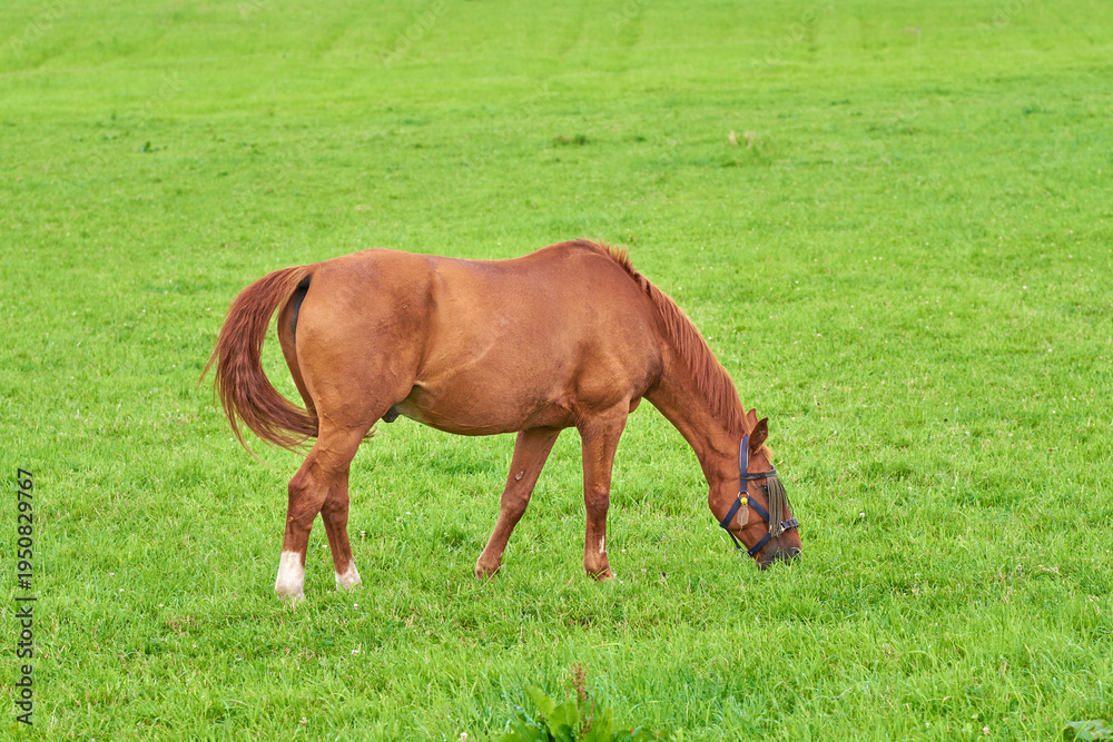 Fototapeta premium Grass, field and horse grazing in nature for nutrition, diet and growth with sustainability outdoor. Eating, equine and animal at farm on ranch with landscape, countryside or pasture for health