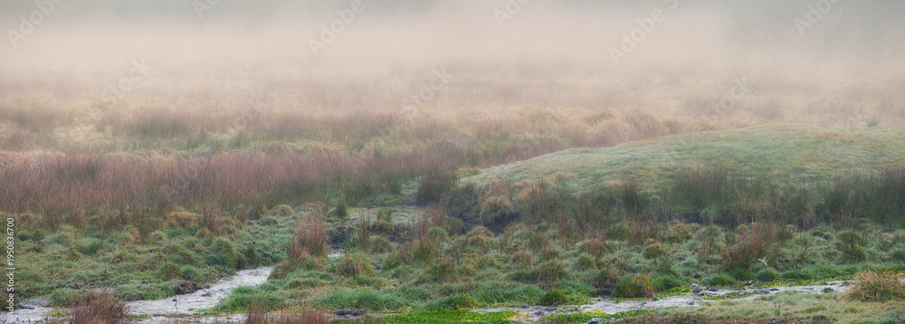 Fototapeta premium Stream, field and meadow at farm in nature with grass, outdoor and shrub in morning fog. Landscape, wilderness and river in autumn, hill or mist on banner, sustainability or environment in Spain