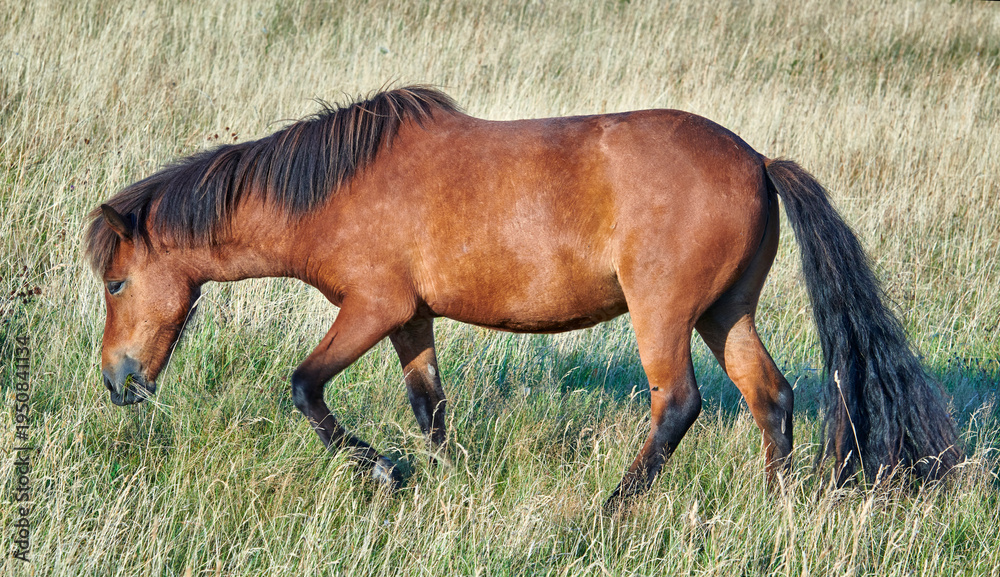 Fototapeta premium Grass, farm and horse in countryside for agriculture, livestock and grazing outdoor for nutrition. Pasture, equine and hungry animal at field on ranch with land, nature or eating for healthy diet