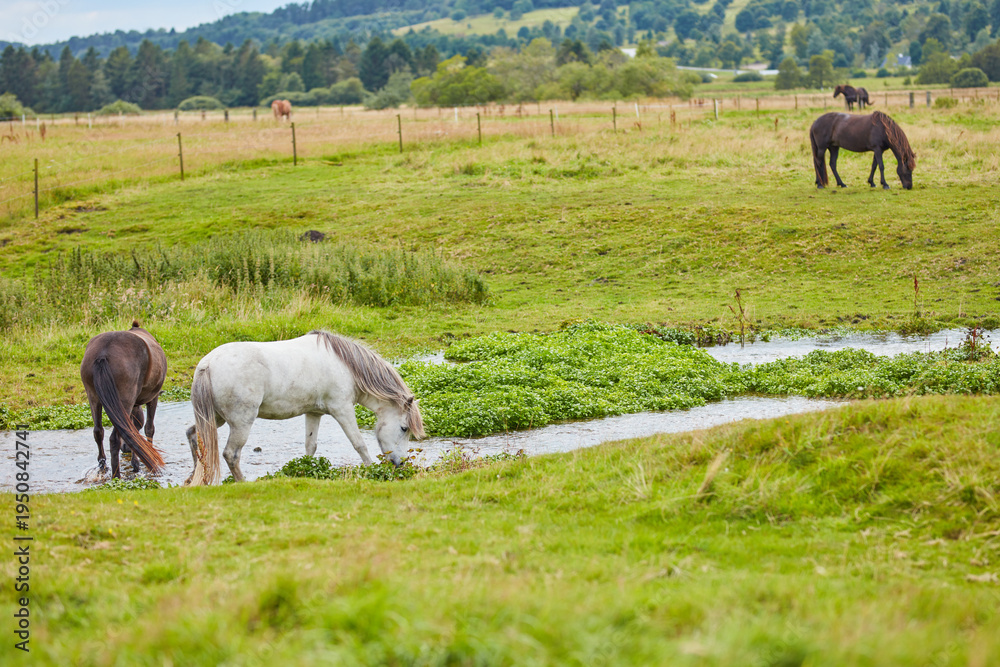 Fototapeta premium Grass, farm and horses in countryside with water, livestock and grazing with herd for agriculture. Drink, equine and animals at field on ranch with landscape, nature or eating for healthy diet