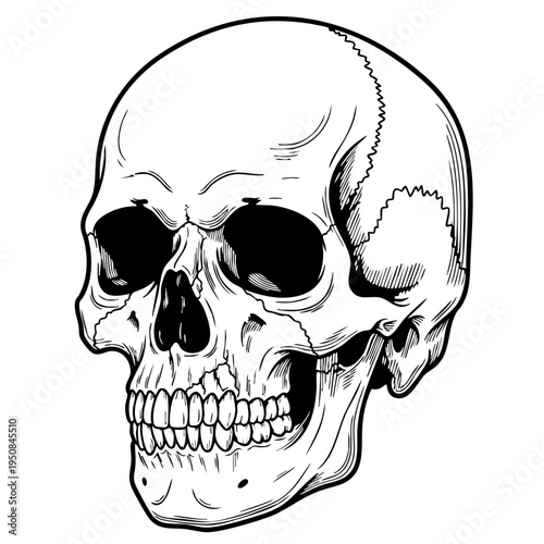 A black and white illustration of a human skull.