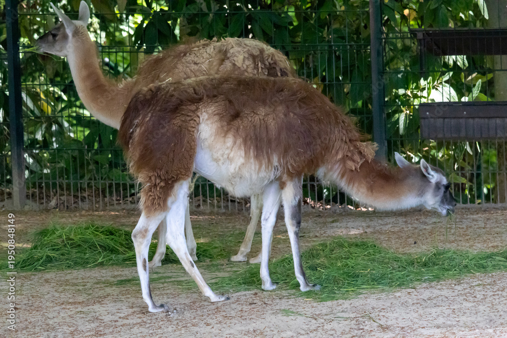 Fototapeta premium Guanacos, a type of camelid, eating fresh grass in an enclosure at the zoo