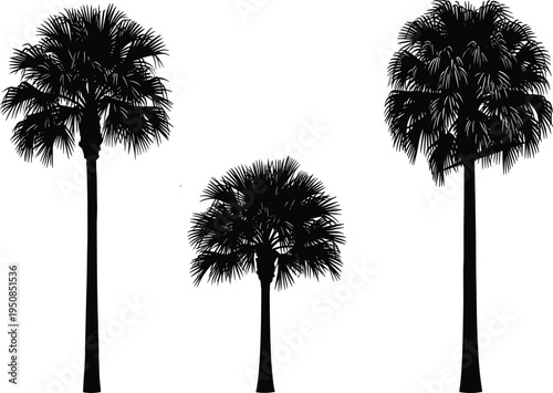 Set of black palm tree silhouettes, tropical plant symbols for landscape design, exotic vegetation icons isolated on white background, vector.
