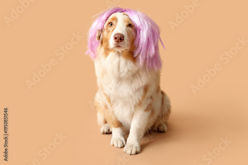 Cute Australian Shepherd do...