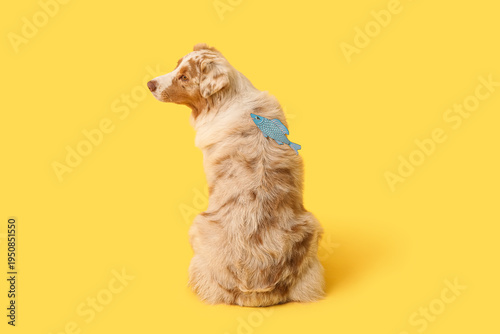 Cute Australian Shepherd dog with paper fish on yellow background, back view....
