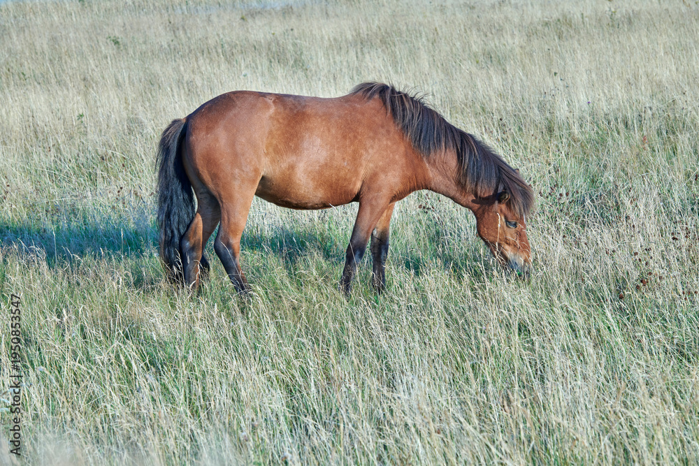 Fototapeta premium Grass, farm and horse in countryside for agriculture, livestock and grazing outdoor for nutrition. Pasture, equine and hungry animal at field on ranch with land, nature or eating for healthy diet