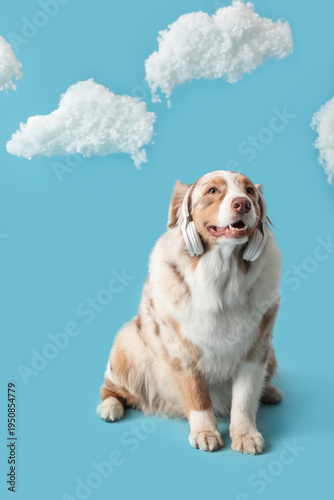 Cute fluffy Australian Shep...
