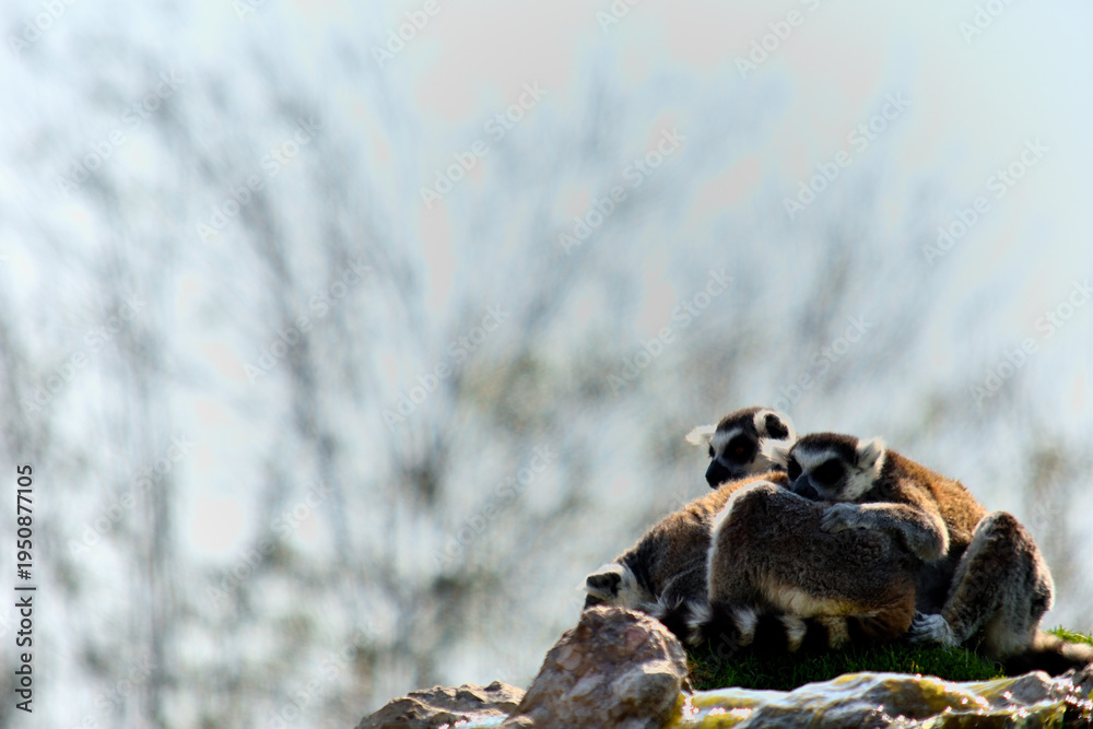Naklejka premium Pair of lemurs sitting together with a soft bokeh background