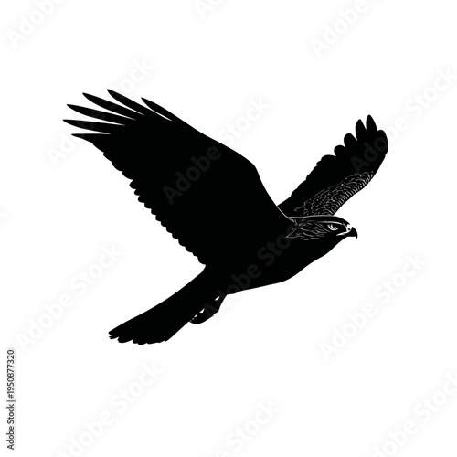 Black silhouette of a hawk soaring against white