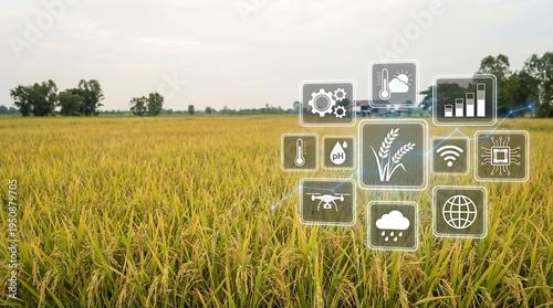 Smart Agriculture Technology and Data Analysis in Golden Rice Field
