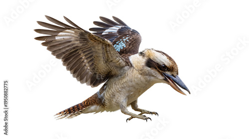 Cuadro en lienzo Dynamic photograph of an Australian kookaburra with wings widely spread, caught mid-action