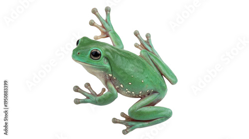Φωτογραφία Vibrant green tree frog, a fascinating amphibian with striking eyes, isolated on a transparent background