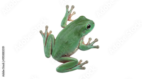 A beautiful green white's tree frog, Litoria caerulea, observed from a high-angle view.