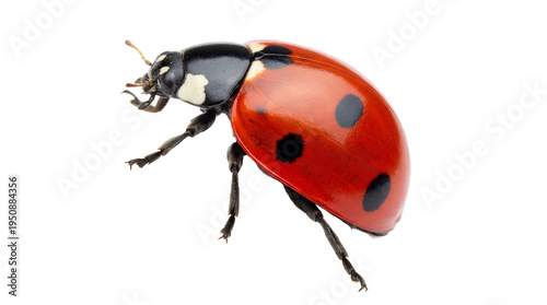 Картината върху платно Macro photograph of a vibrant red ladybug with characteristic white spots