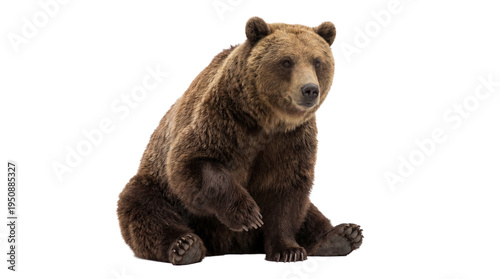 Tableau sur toile A powerful brown bear, Ursus arctos, captured in a detailed studio photograph, isolated on a transparent background
