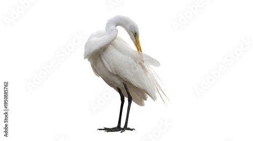 Tableau sur toile Majestic great egret, a large white heron, meticulously preening its pristine white feathers