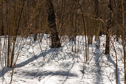 Crisp winter's end: sun shines on thawing snow in a quiet, bare forest. Delicate shadows dance among budding branches, hinting at spring