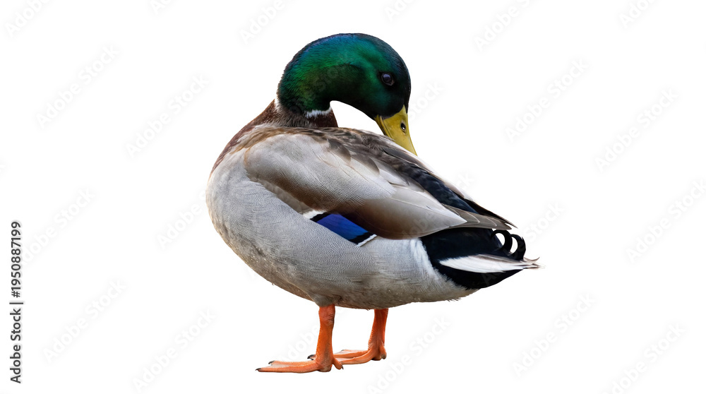 Obraz premium Vibrant male mallard duck with iridescent green head and colorful plumage, preening its feathers, a detailed photograph.