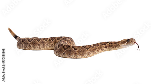 Fotografía Western diamondback rattlesnake with detailed scales and alert posture, flicking its forked tongue