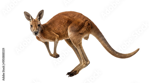 Fotografía A vibrant red kangaroo captured mid-jump, showcasing its strength and agility, isolated on a transparent background