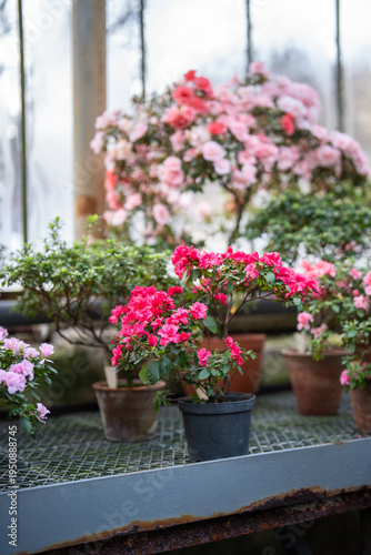 Wallpaper Mural Collection of various azalea blooming in glasshouse. Blossoming small rhododendron bush in pot in greenhouse in spring time.  Torontodigital.ca