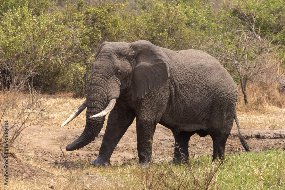 Fototapeta premium Male African Elephant in the Wilds of Akagera National Park Rwanda Africa RWA