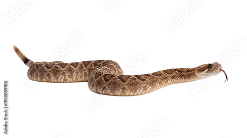 Фотография Western diamondback rattlesnake with detailed scales and alert posture, flicking its forked tongue