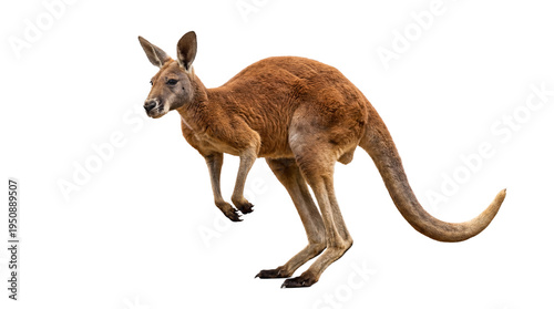 Tableau sur toile A powerful red kangaroo stands alert and poised for movement, showcasing its impressive muscles on a transparent