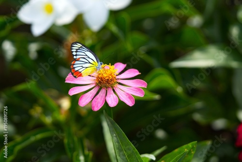 A Common Jezebel butterfly (Delias eucharis) perched on a vibrant zinnia flower.