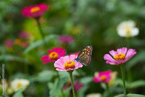 A Striped Blue Crow (Euploea mulciber), perched on a vibrant zinnia flower.