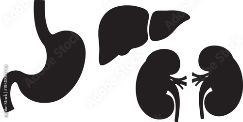Human Digestive and Urinary Organs Silhouette VectorStomach Liver Kidneys Isolated on white background