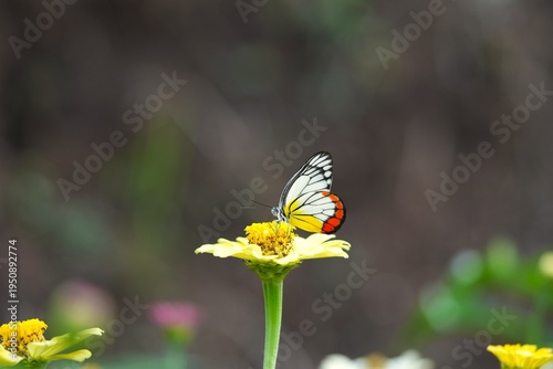 A Common Jezebel butterfly (Delias eucharis) perched on a vibrant zinnia flower.