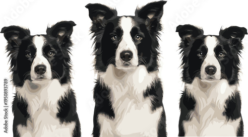 Border collie dog portrait illustration collection featuring three black and white herding dogs, detailed pet artwork isolated on light background for animal design projects