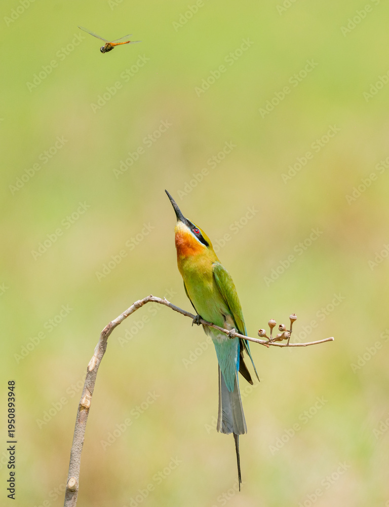 Obraz premium Blue Tailed Bee Eaters Interaction