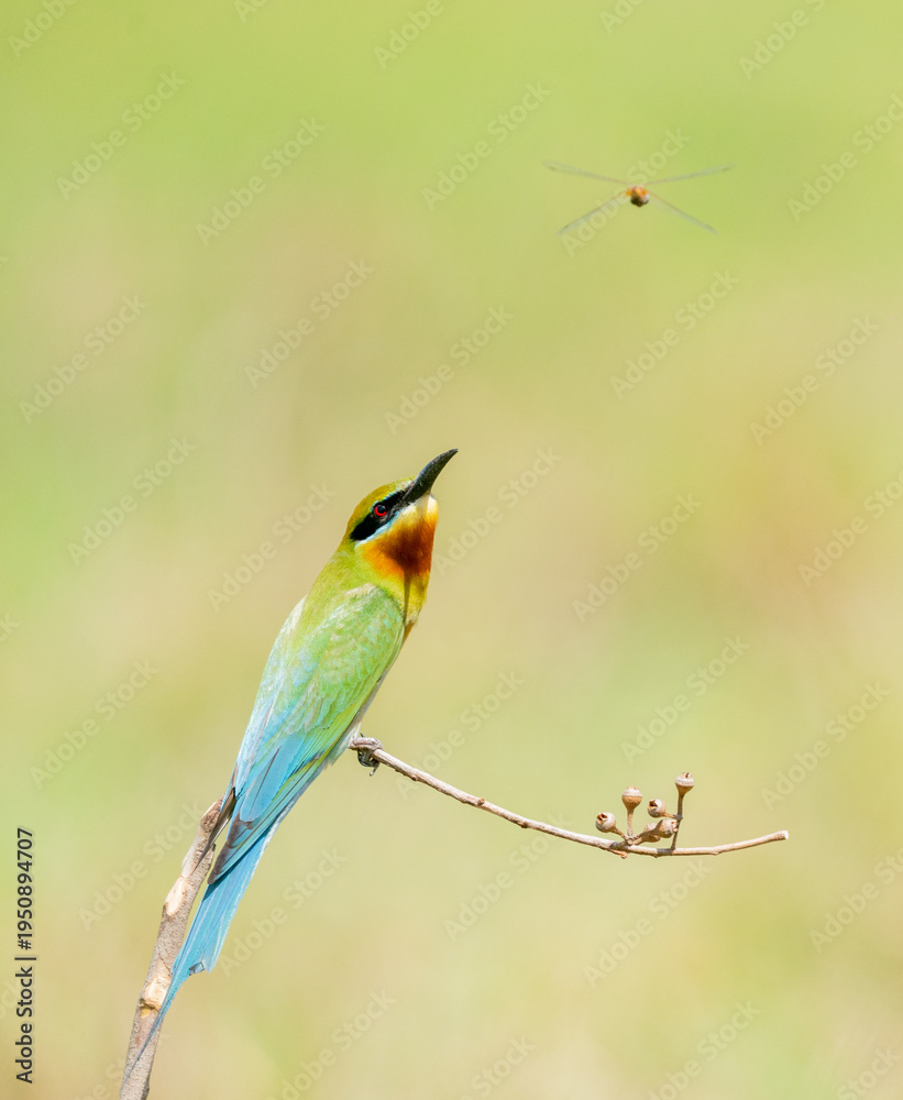 Obraz premium Blue Tailed Bee Eaters Interaction
