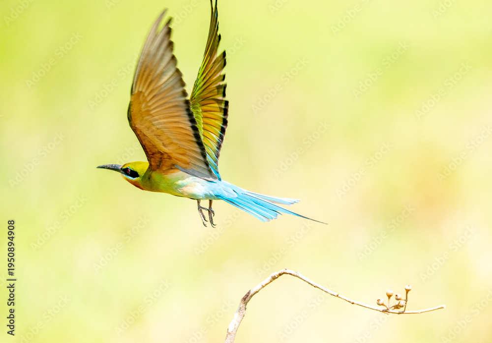 Obraz premium Blue Tailed Bee Eaters Interaction
