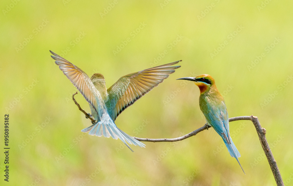 Obraz premium Blue Tailed Bee Eaters Interaction