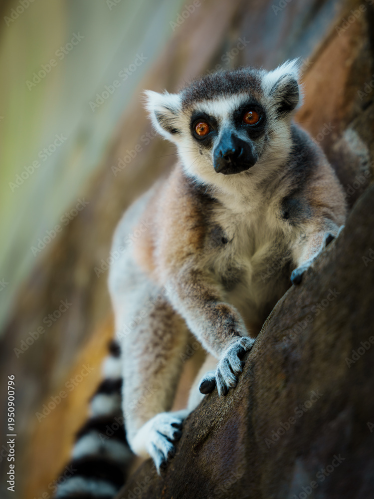 Fototapeta premium Ring-tailed lemur looking at camera close-up on a rock