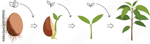 Mango Tree Growth Stages from Seed Germination to Young Plant Development Tropical Fruit Agriculture Lifecycle Vector Illustration