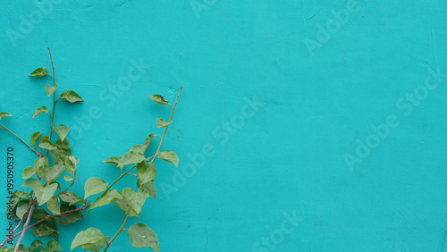 Картината върху платно Vibrant green plant vines gracefully growing on a bright teal painted wall, form
