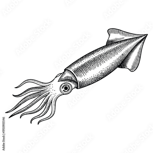 Hand drawn squid ink sketch isolated on white background retro style vector illustration suitable for marine food design restaurant menu or nautical artwork
