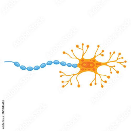 Human nerve cell vector illustration biology anatomy science design element ideal for medical education research and neuroscience themed visuals