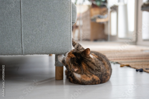 фотографія Cat rubbing muzzle against sofa corner, lying on floor, spraying scent from special glands with hormones, pheromones to mark territory boundary