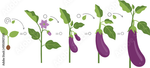 Eggplant Plant Growth Cycle from Seed Germination to Flowering and Mature Aubergine Fruit Botanical Agriculture Process Vector Illustration